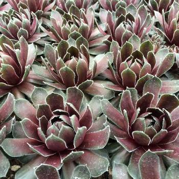 Молодило Sempervivum BigSam™ 'Ruby Hearts'